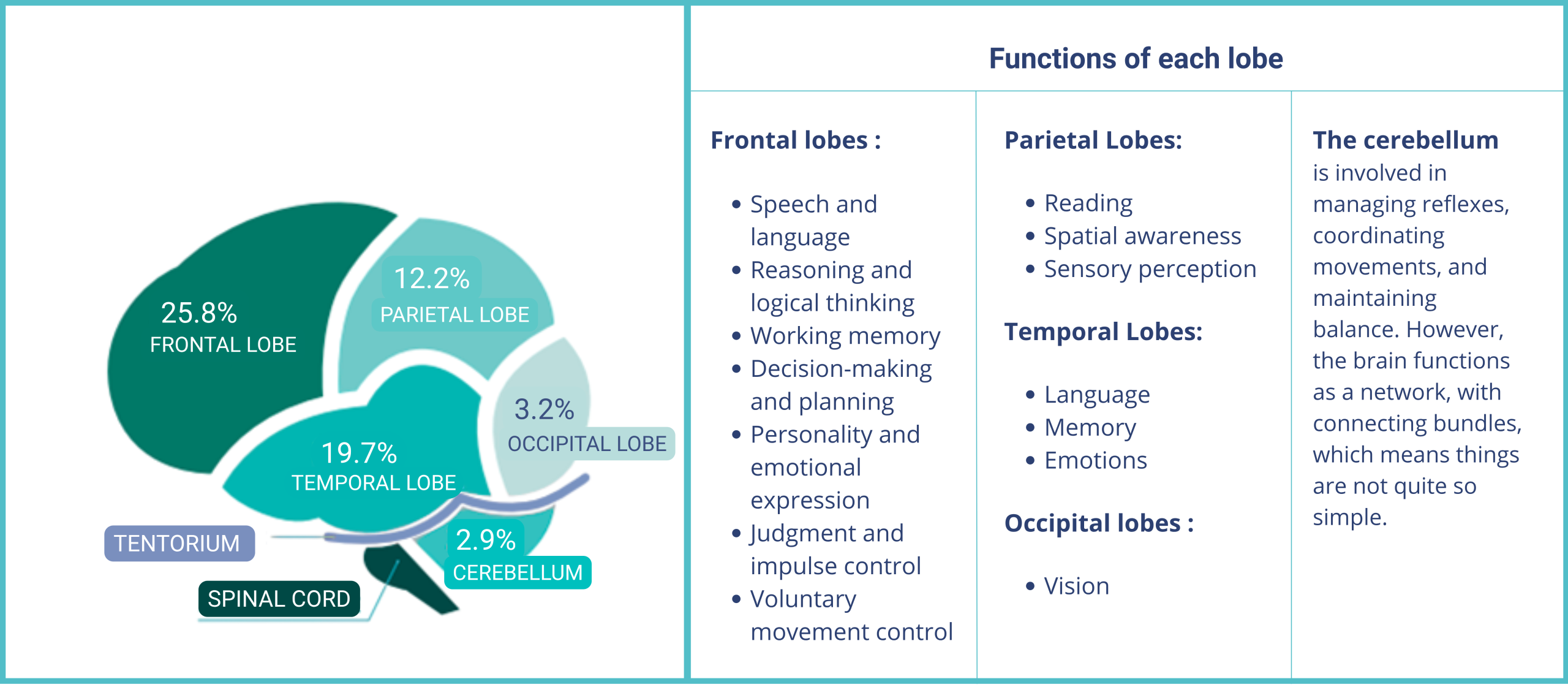 V en cerveau (2)